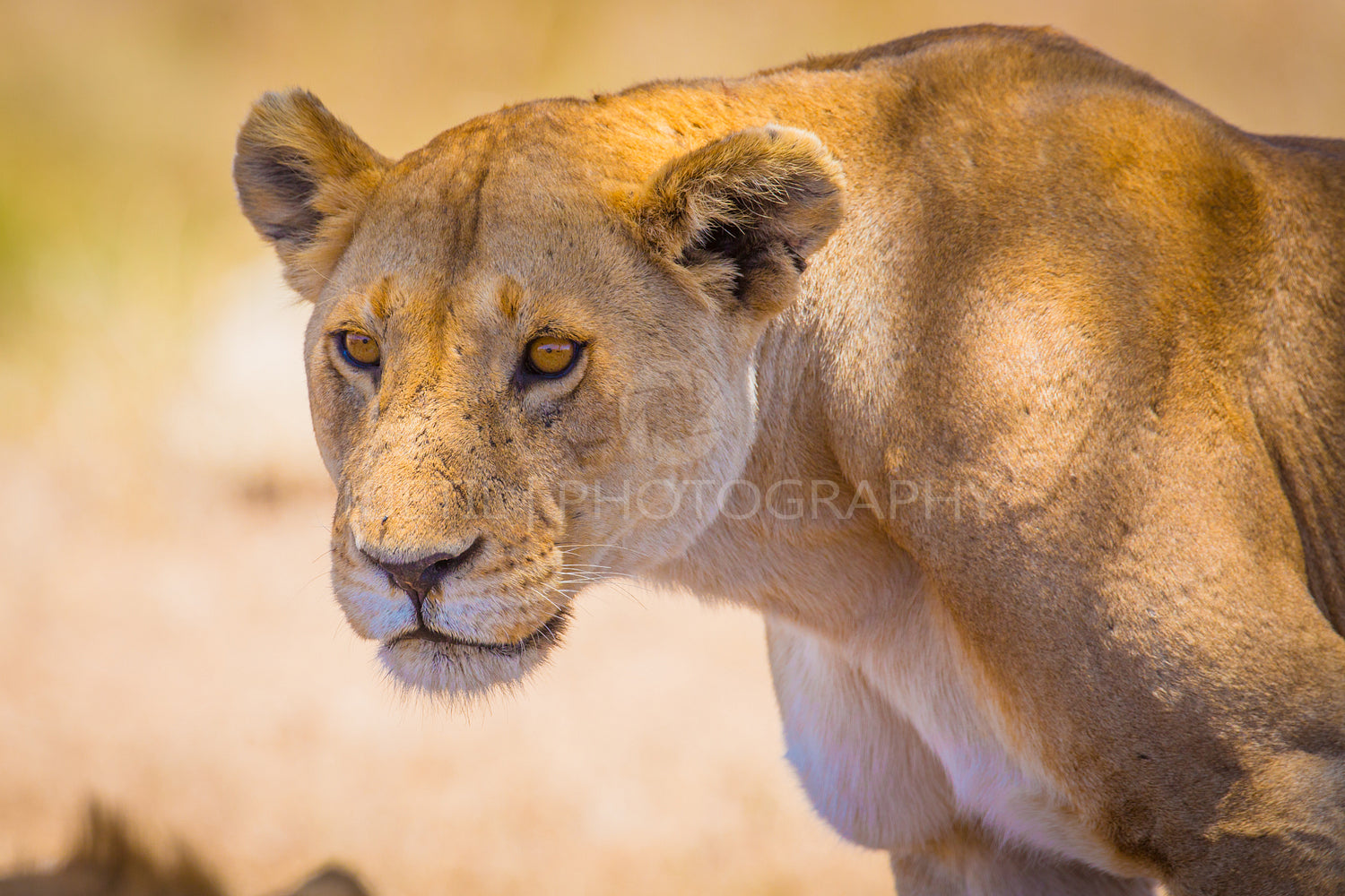 Close up of one large wild lioness in Africa