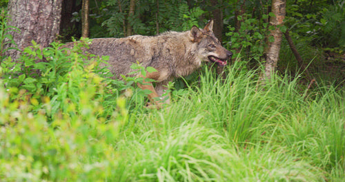 Wild male wolf running in the grass in the forest