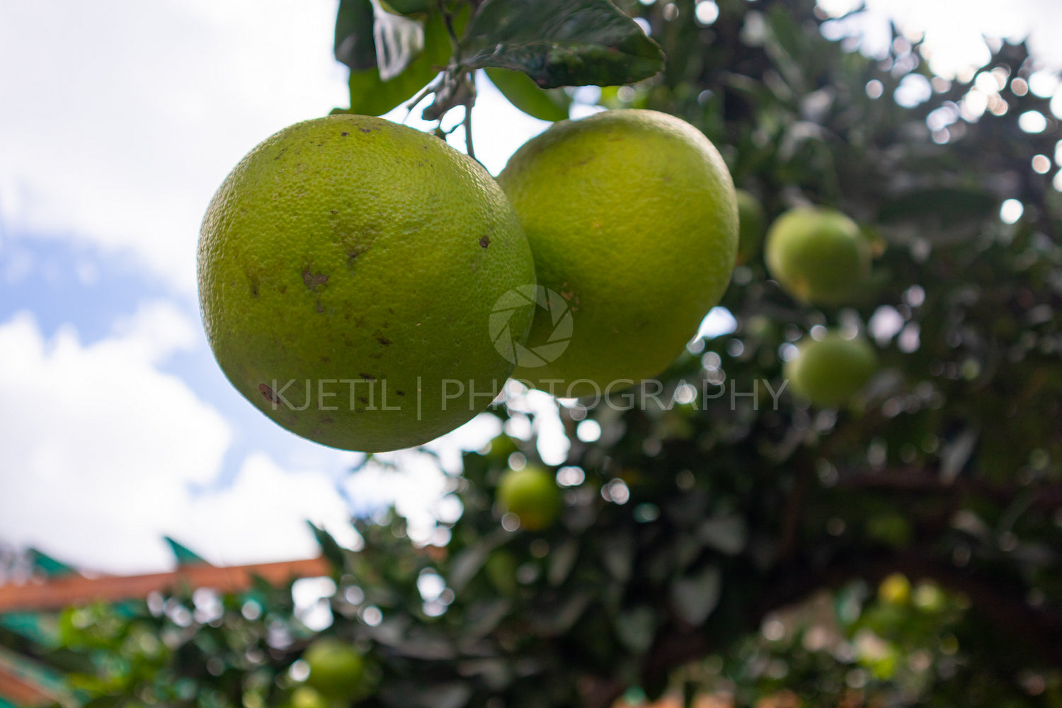 Close-Up Of Organic Fresh Lemons hanging in tree