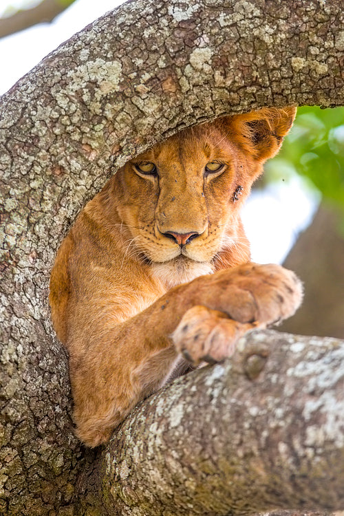 Close up of lion with wild eyes rests in tree