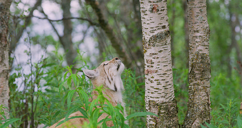 Large lynx cat climbing in a tree in the forest