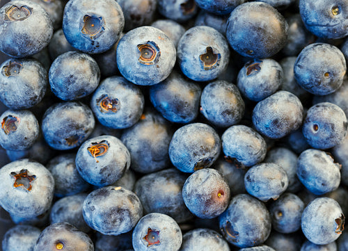 Blueberries in XXXL