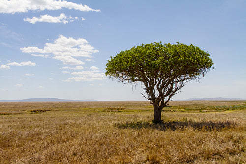 Tree in Serengeti