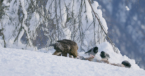 Environmental view of golden eagle eating on dead fox and looking into camera in the mountains at winter
