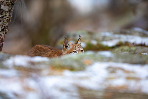 Playfull eurasian lynx hiding in the forest at early winter