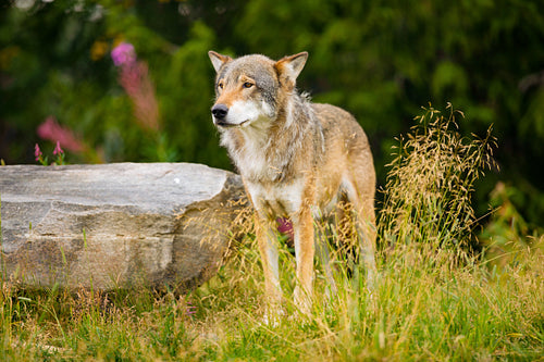 Wolf Standing On Field By Rock In Forest