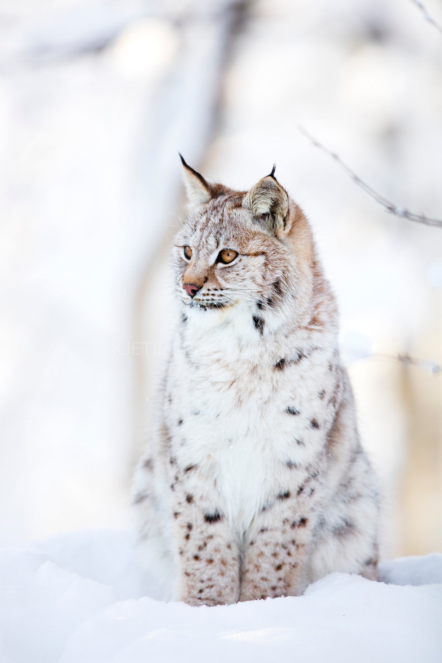 Lynx cub sits in the cold snow