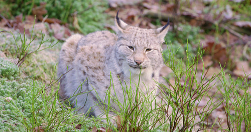 European lynx lies in the forest at late fall