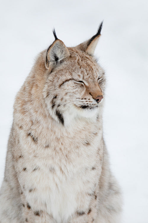 Close-up portrait of a cute lynx cub in the cold winter forest