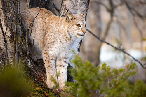 Eurasian lynx standing between trees in the forest