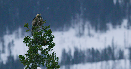 Close-up of a golden eagle sits in the top of a tree in hash and cold winter