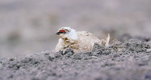 Close-up of Svalbard Ptarmigan grouse in the arctic