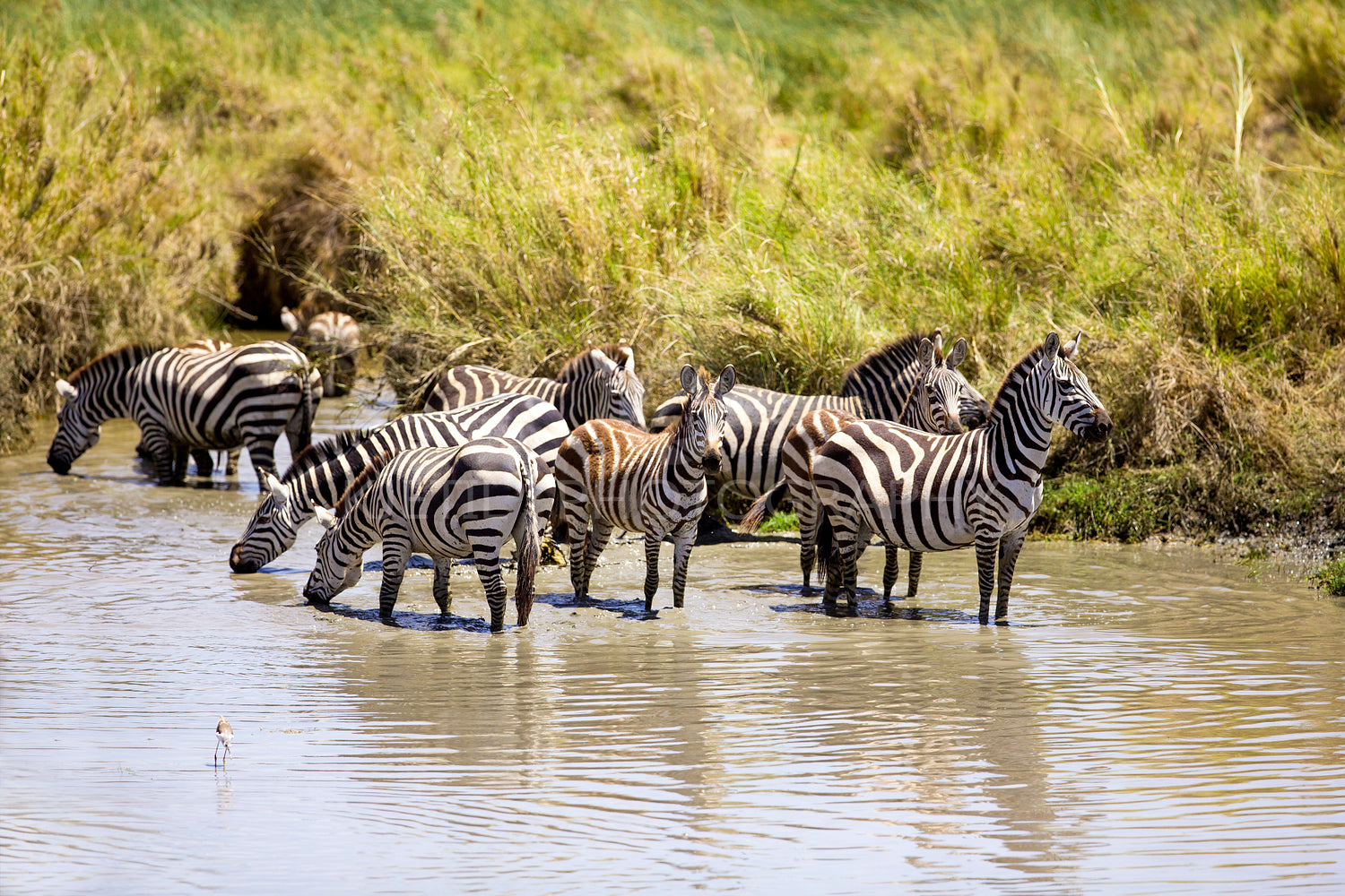 Zebras drinks of a water hole