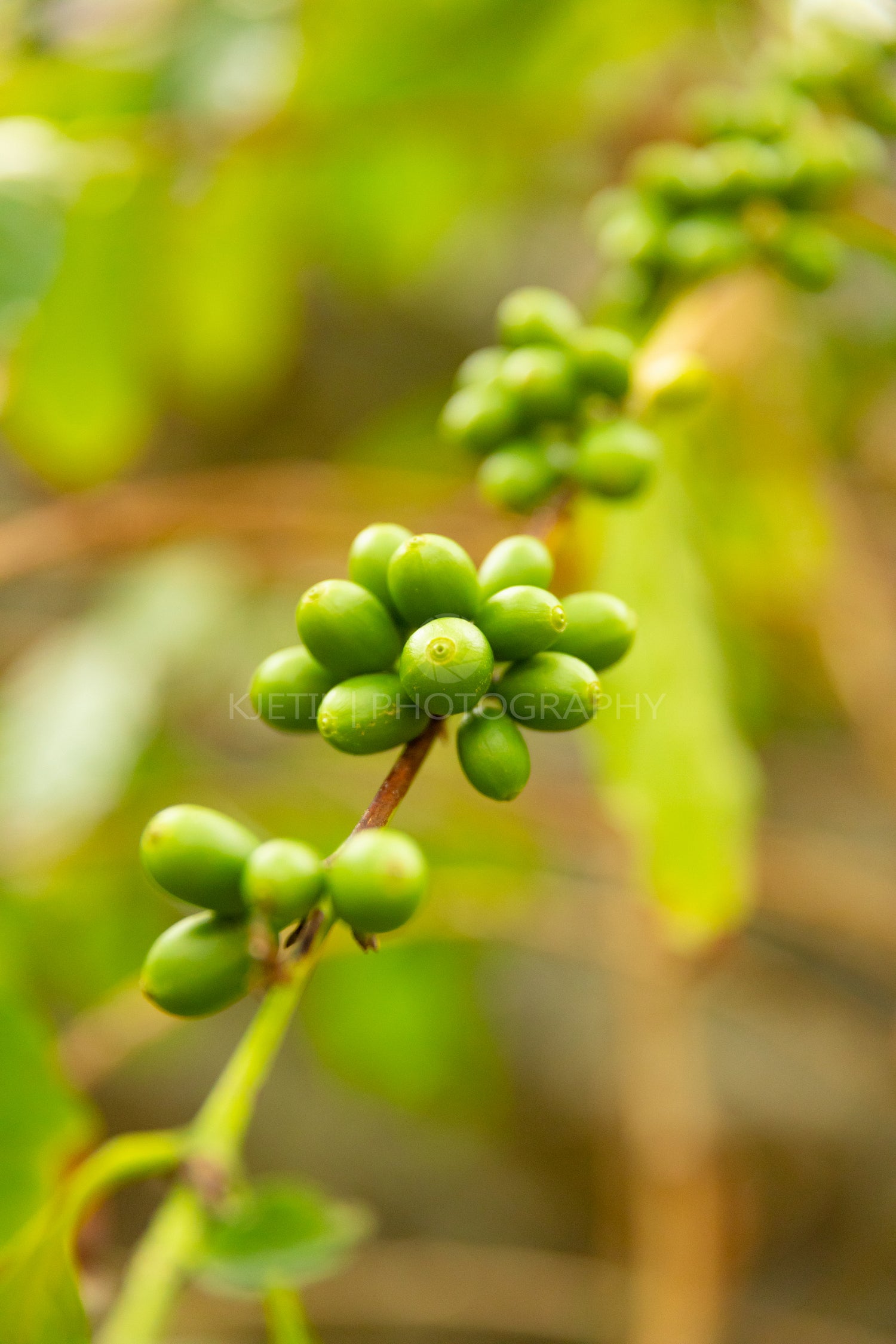 Bunch Of Fresh Coffee Fruits Growing In Farm