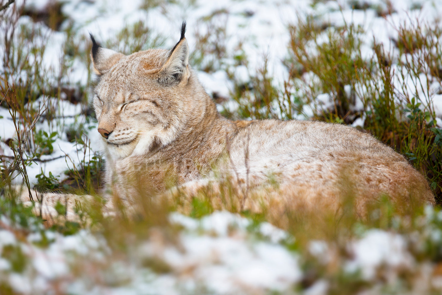 Lynx rests in heather and snow