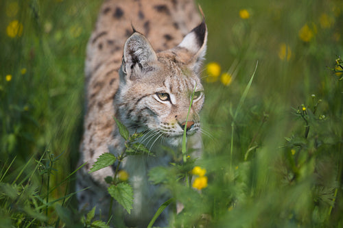 Lynx sneaking in the grass