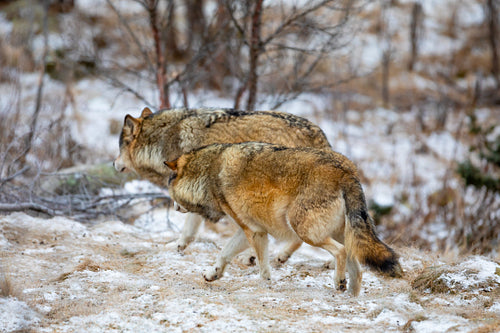 Wolf pack running into the forest at winter