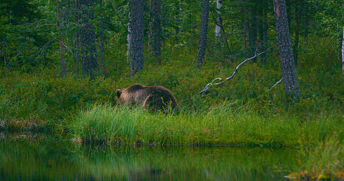Young and scared brown bear cub running free in a swamp