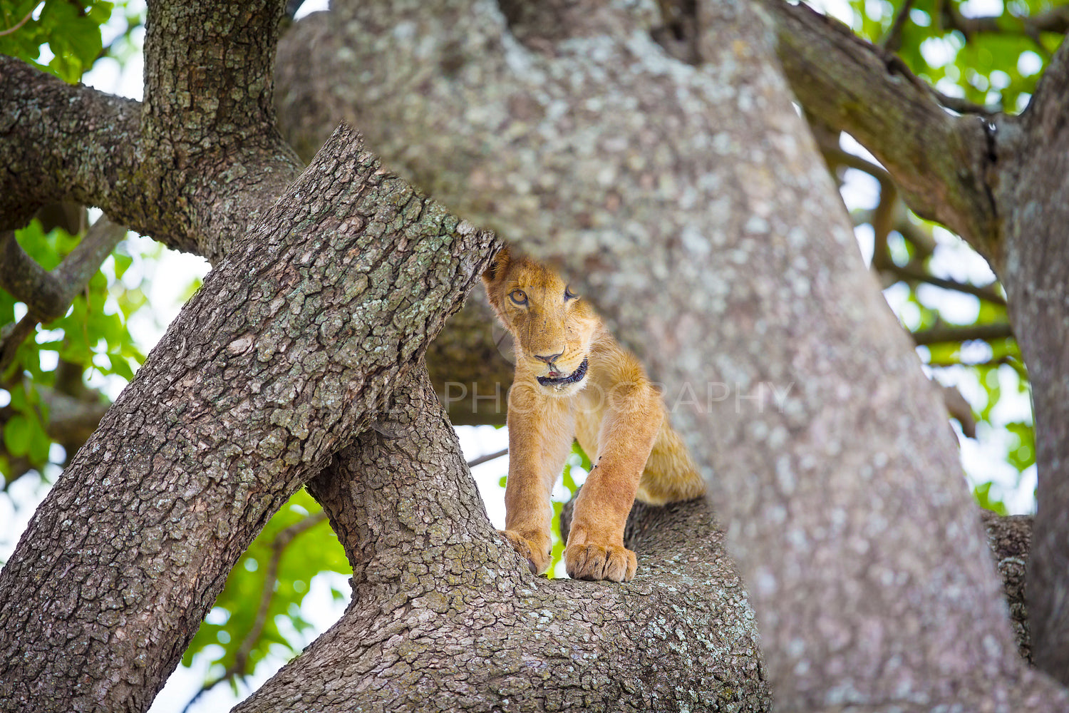 Cute young lion cub plays in tree