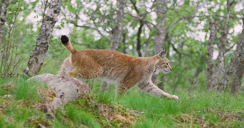 Focused young european lynx running in the forest a summer evening