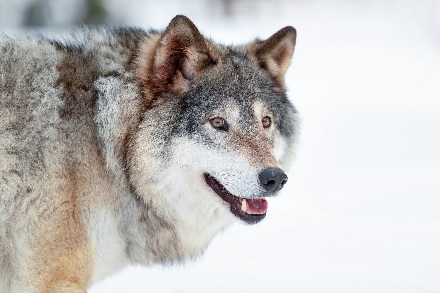 Eurasian wolf standing on snowy ground in the forest