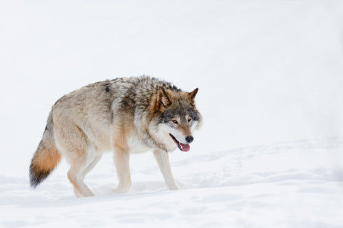 Canis Lupus walking on snow at nature park