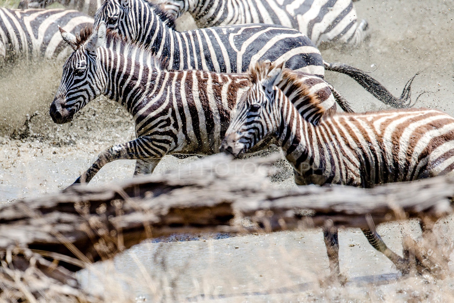 Afraid zebras running in the water