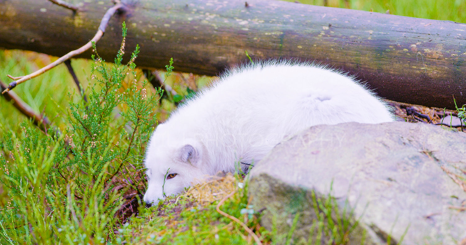 White arctic fox lies and rests at forest floor in the late fall