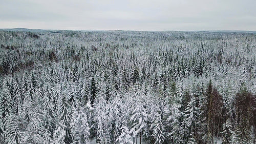 Flying slow above large forest in the cold winter