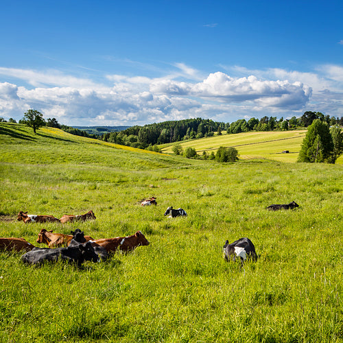 Cows lying in the grass