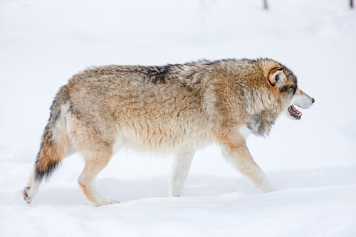 Canis Lupus walking on snow in the cold winter