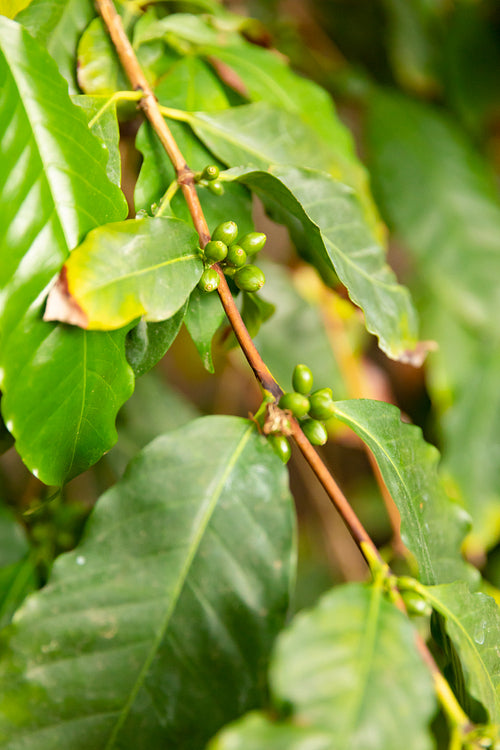 Fresh Green Coffee Fruit Plant Growing at Farm