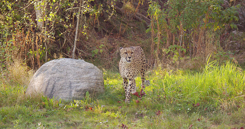 Adult cheetah walking on the grass in the shadow