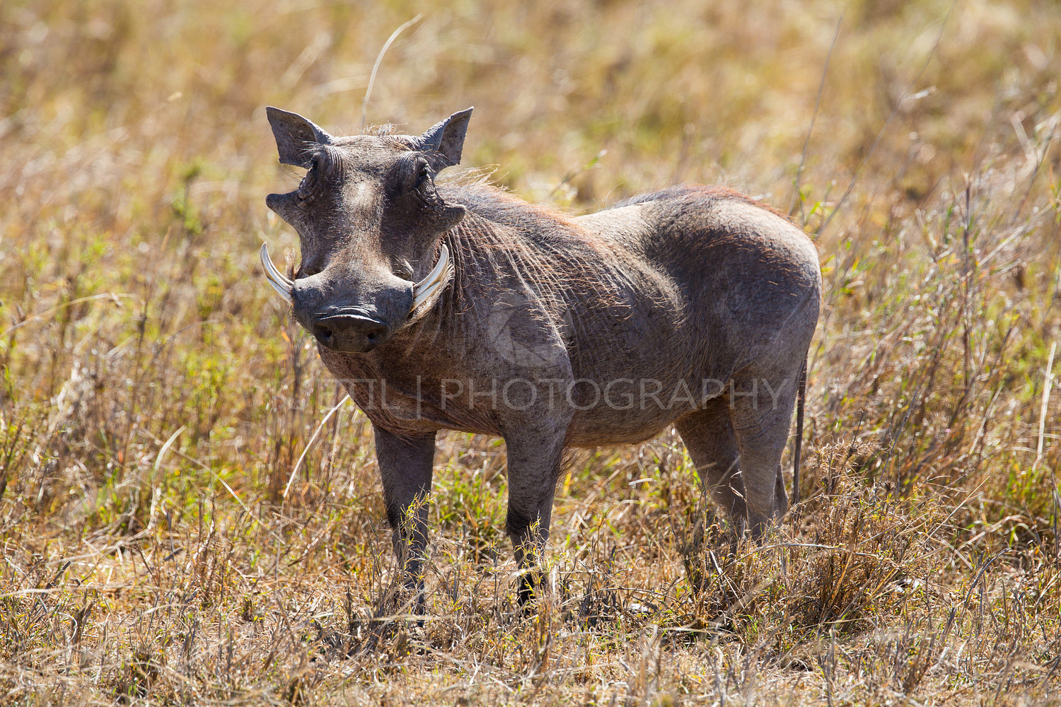 Wart Hog in Serengeti