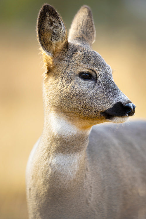 Close portrait of a cute roe deer standing in the forest at fall