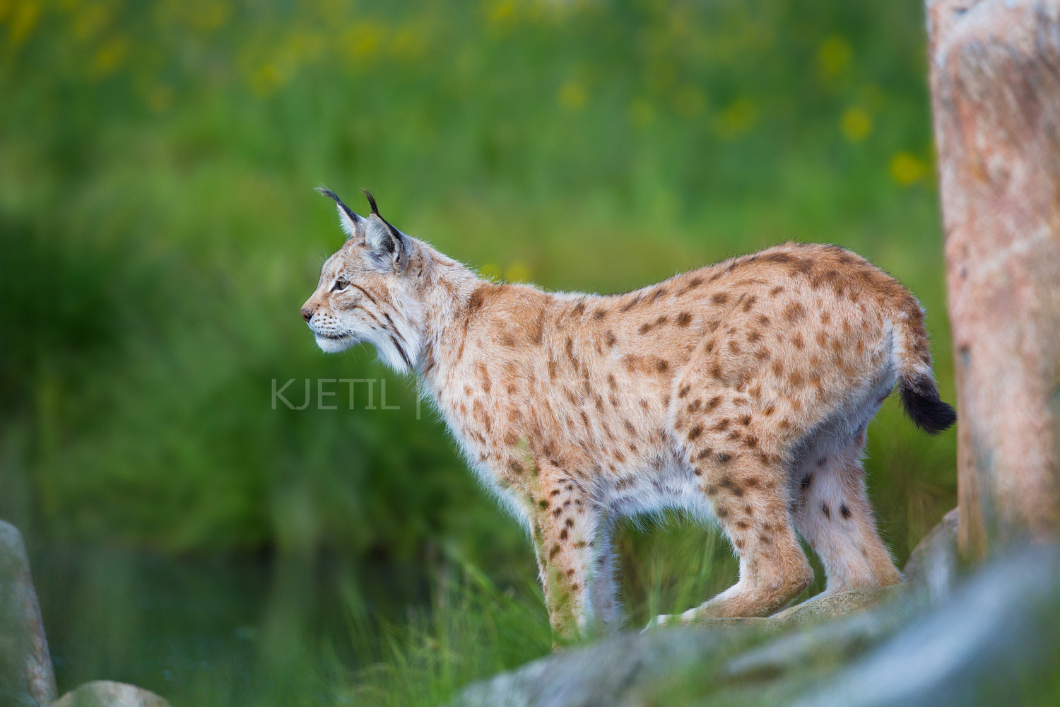 Proud lynx scout for prey