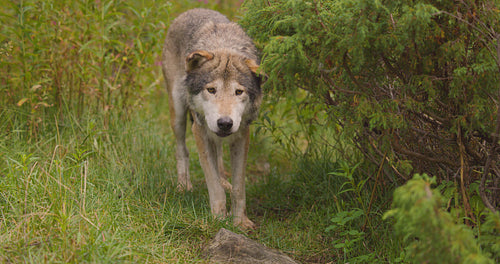 Unsecure old grey wolf looks and smells after rivals or food in the forest