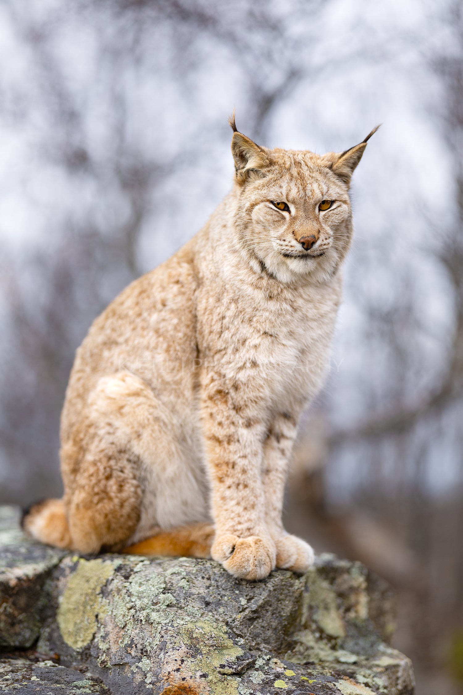 Close-up of a beautiful eurasian lynx sitting in the forest