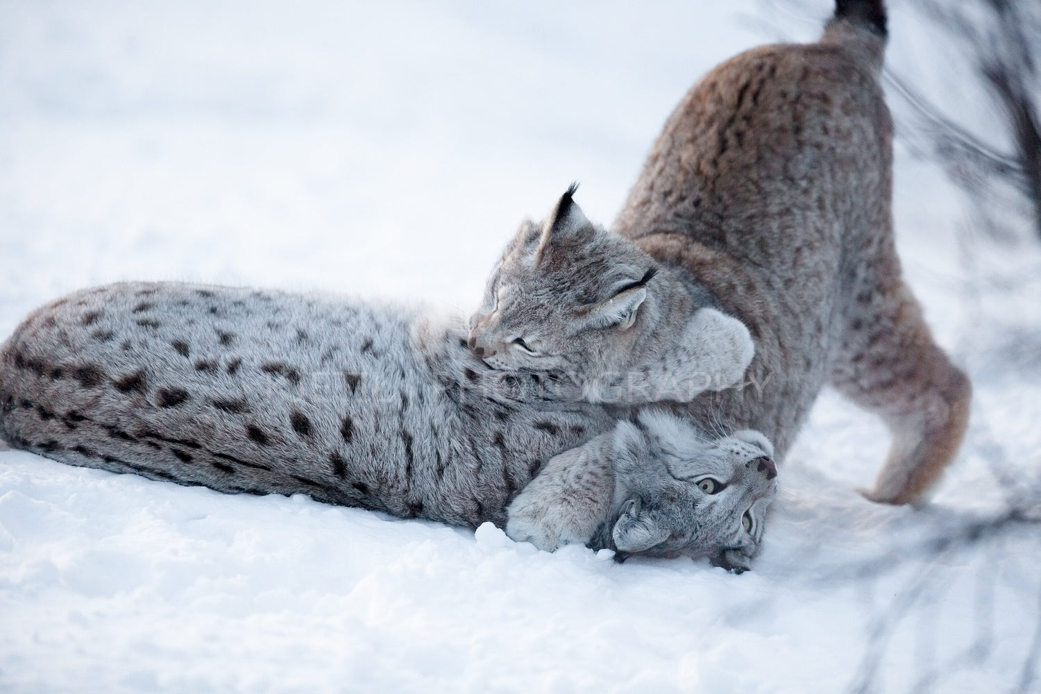 Two lynx playing in the snow