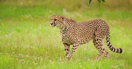 Cheetahs walking on grassy field