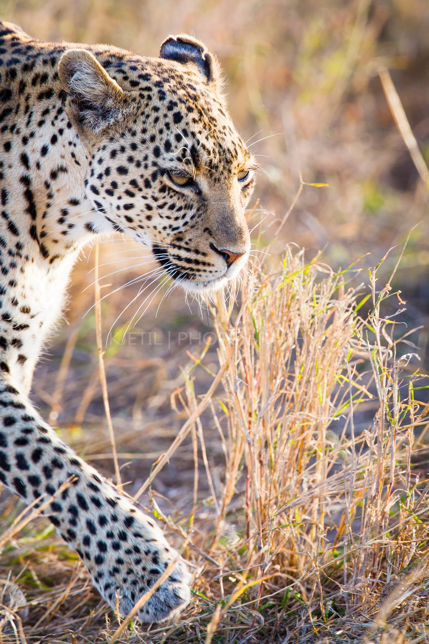 Close up of leopard in Serengeti