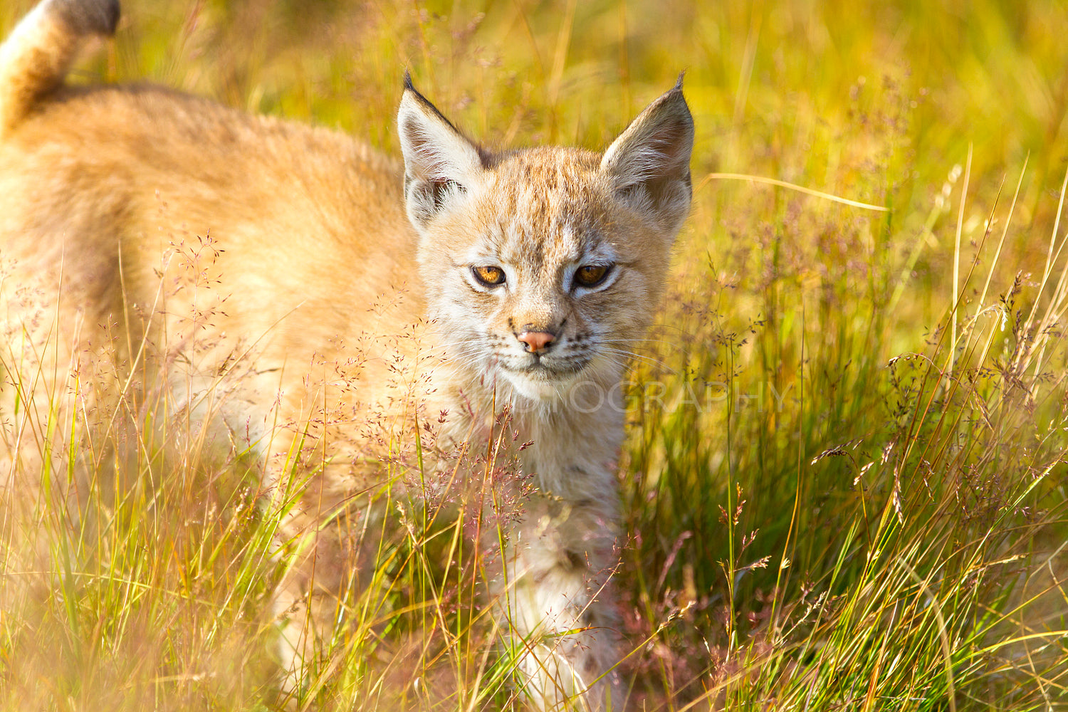 Cute young lynx cub walking in the grass