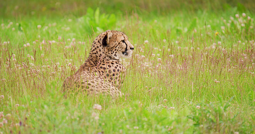 Alert cheetah lying on field in forest