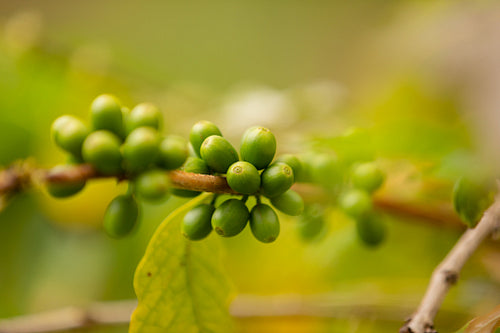 Close-Up Of Fresh Coffee Fruits Growing In Plantation