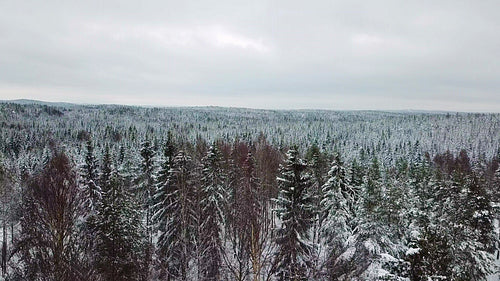 Slow flying camera above large forest in the cold winter