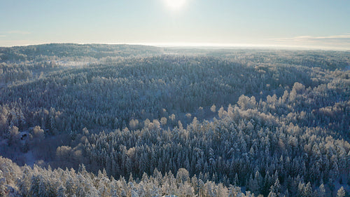 Flying high above epic snow covered forest in cold winter landscape