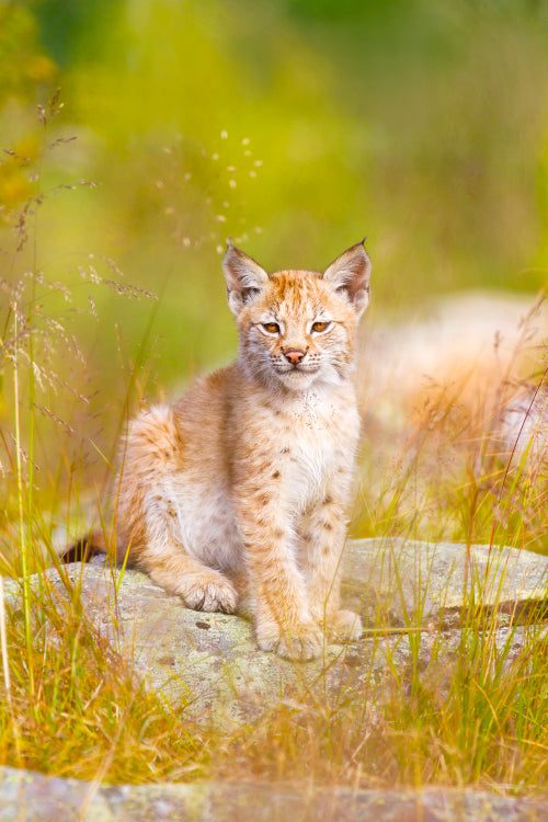 Cute lynx cub sits in grass