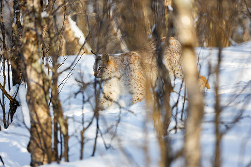 Lynx strolling on snow seen through bare tree trunks