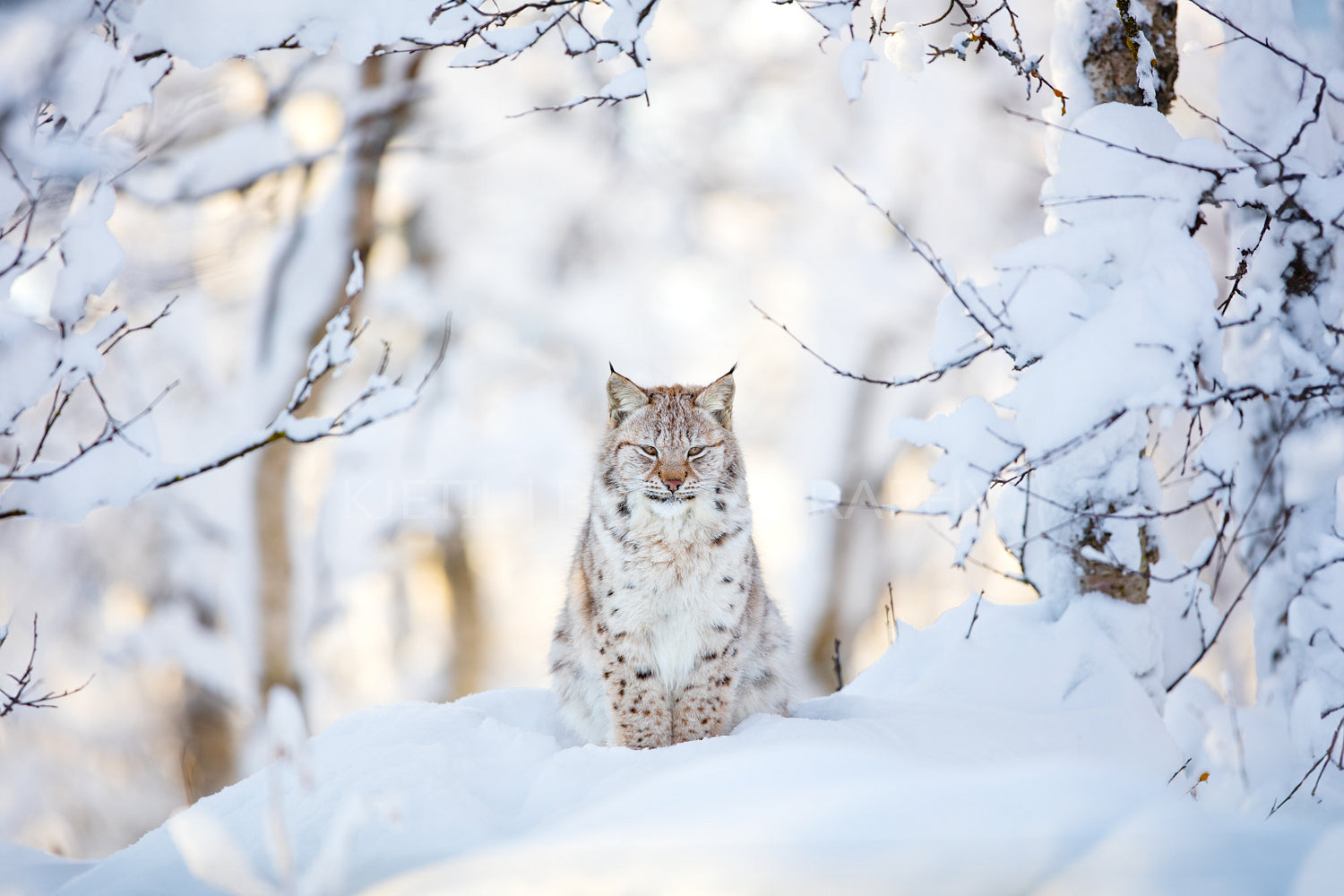 Majestic Lynx in the Snowy Scandinavian Wilderness