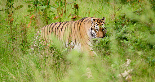 Tiger walking amidst plants in wilderness area